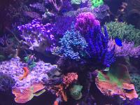 In2Deep Corals image 5